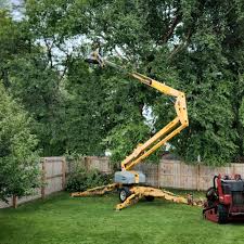 Best Tree Maintenance Programs  in Lmyra, PA