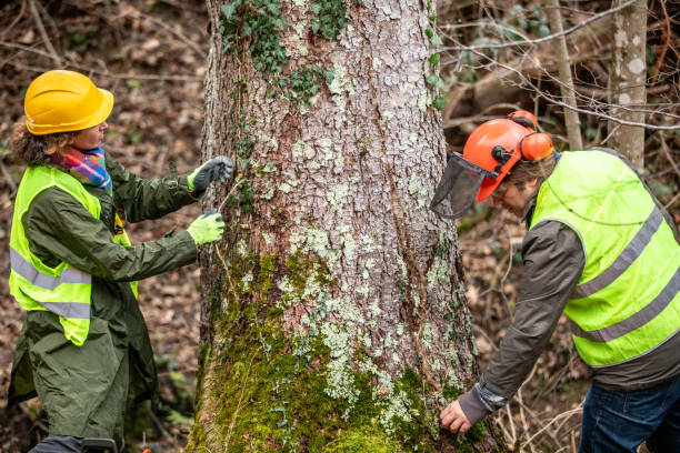 Best Tree Removal  in Lmyra, PA