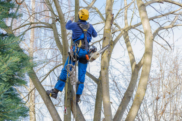 Palmyra, PA Tree Care Company