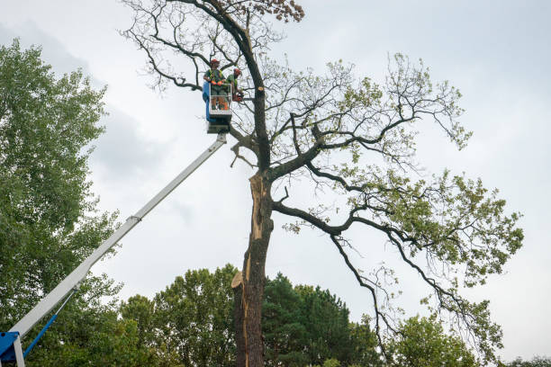 How Our Tree Care Process Works  in  Palmyra, PA