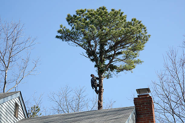 Best Tree Trimming and Pruning  in Lmyra, PA