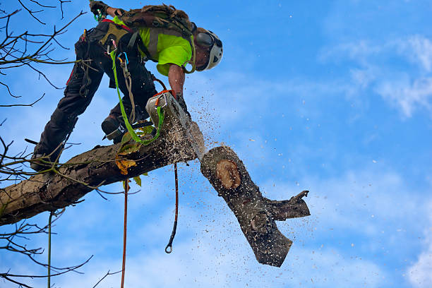 Best Emergency Tree Removal  in Lmyra, PA